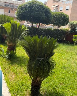 Cycas