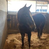 Fattrice Quarter Horse