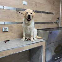 Labrador Pedigree per Monta