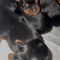 Cuccioli di Yorkshire