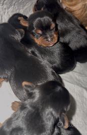 Cuccioli di Yorkshire