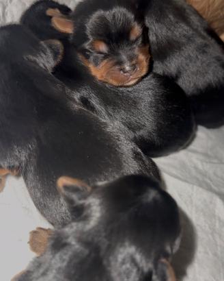 Cuccioli di Yorkshire