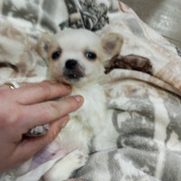 Chihuahua Toy a pelo lungo