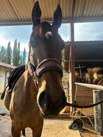 Cavallo per principianti