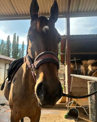 Cavallo per principianti