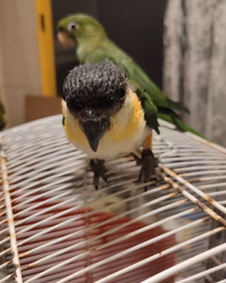 Caicco testa nera allevato a mano
