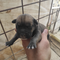Cuccioli di cane corso