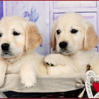 Golden Retriever cuccioli disponibili