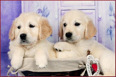 Golden Retriever cuccioli disponibili