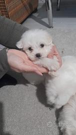 Cuccioli Maltese