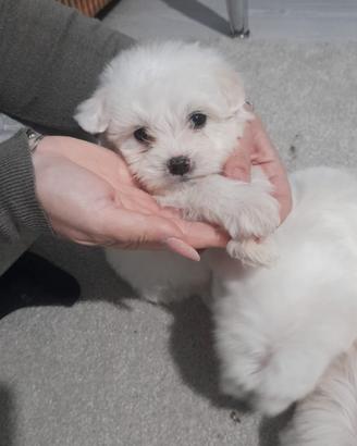 Cuccioli Maltese