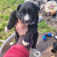 Cuccioli di cane