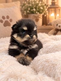 pomerania spitz nano pedigree e alta genealogia 