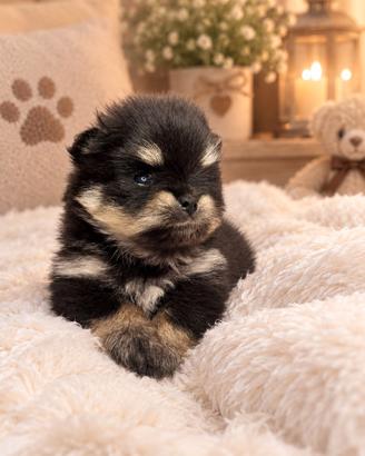 pomerania spitz nano pedigree e alta genealogia 