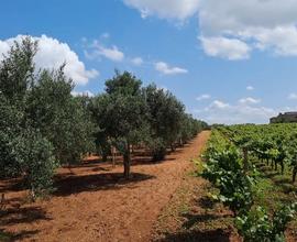 Oliveto di qualita' per carica e quantita'a'