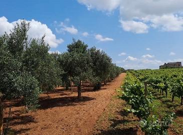 Oliveto di qualita' per carica e quantita'a'