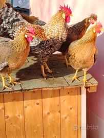 Coppia di gallo e gallina Legbar