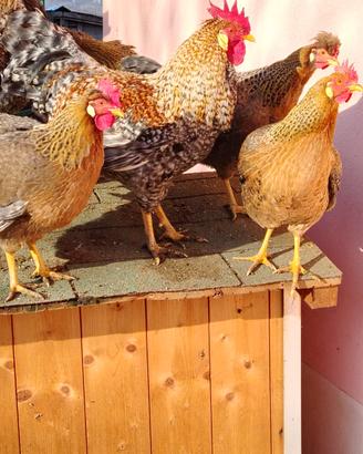 Coppia di gallo e gallina Legbar