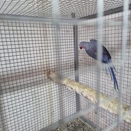 Parrocchetti dal collare