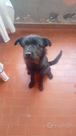 Cagnolino meticcia taglia piccola