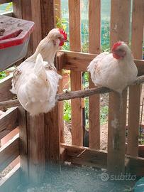 ,gallina