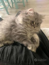 Cucciolo British longhair
