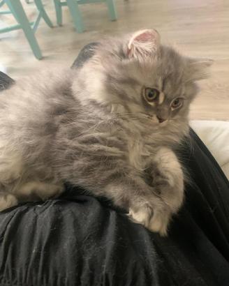 Cucciolo British longhair
