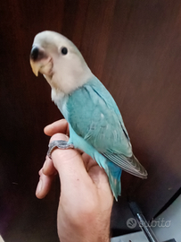 Inseparabili allevati a mano