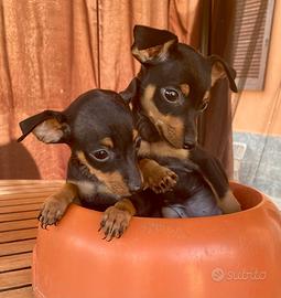I migliori cuccioli italiani ( pinscher)