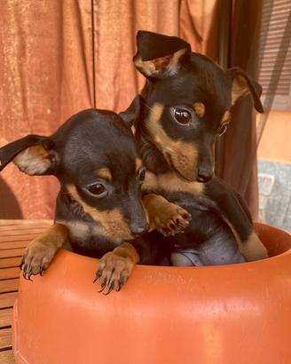 I migliori cuccioli italiani ( pinscher)