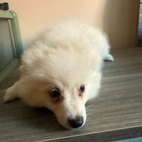 Cuccioli di volpino italiano