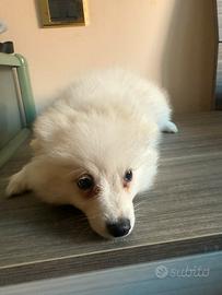 Cuccioli di volpino italiano