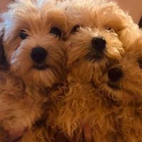 Cucciolata Maltipoo Maschi e Femmine