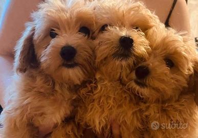 Cucciolata Maltipoo Maschi e Femmine