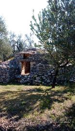 Terreno agricolo Sovereto ulivi secolari