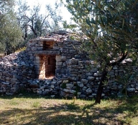 Terreno agricolo Sovereto ulivi secolari