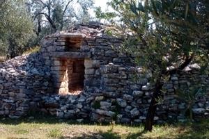 Terreno agricolo Sovereto ulivi secolari