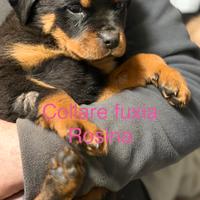 Cuccioli Rottwailer