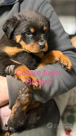 Cuccioli Rottwailer