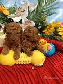 Nuova Cucciolata Barboncino Taglia Piccola Nano