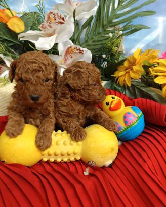 Nuova Cucciolata Barboncino Taglia Piccola Nano