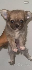 Cuccioli di Chihuahua