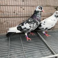 Colombi piccioni Roller di Birmingham