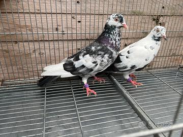 Colombi piccioni Roller di Birmingham