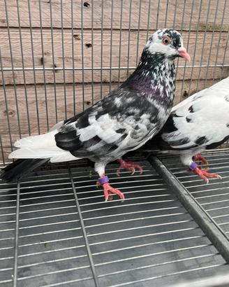 Colombi piccioni Roller di Birmingham