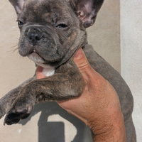 Cuccioli di bulldog francese esotici