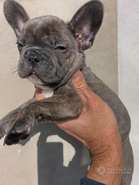 Cuccioli di bulldog francese esotici