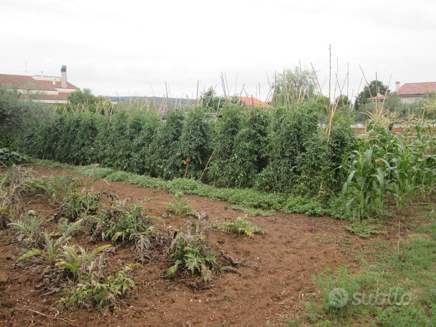 Rif. 217b terreno a collecorvino - Vista 3