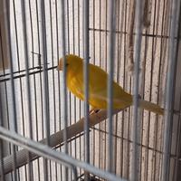 Canarino giallo intenso