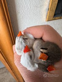 Dimantini (bengalini)